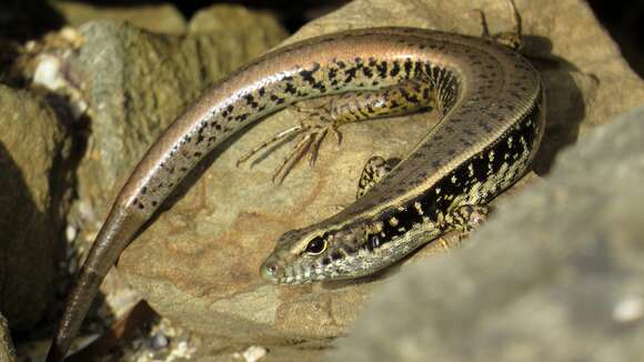 Image of water skink