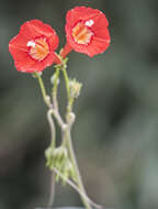 Image of Ipomoea cholulensis Kunth