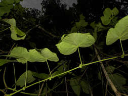 Image of Dalechampia osana Armbr.