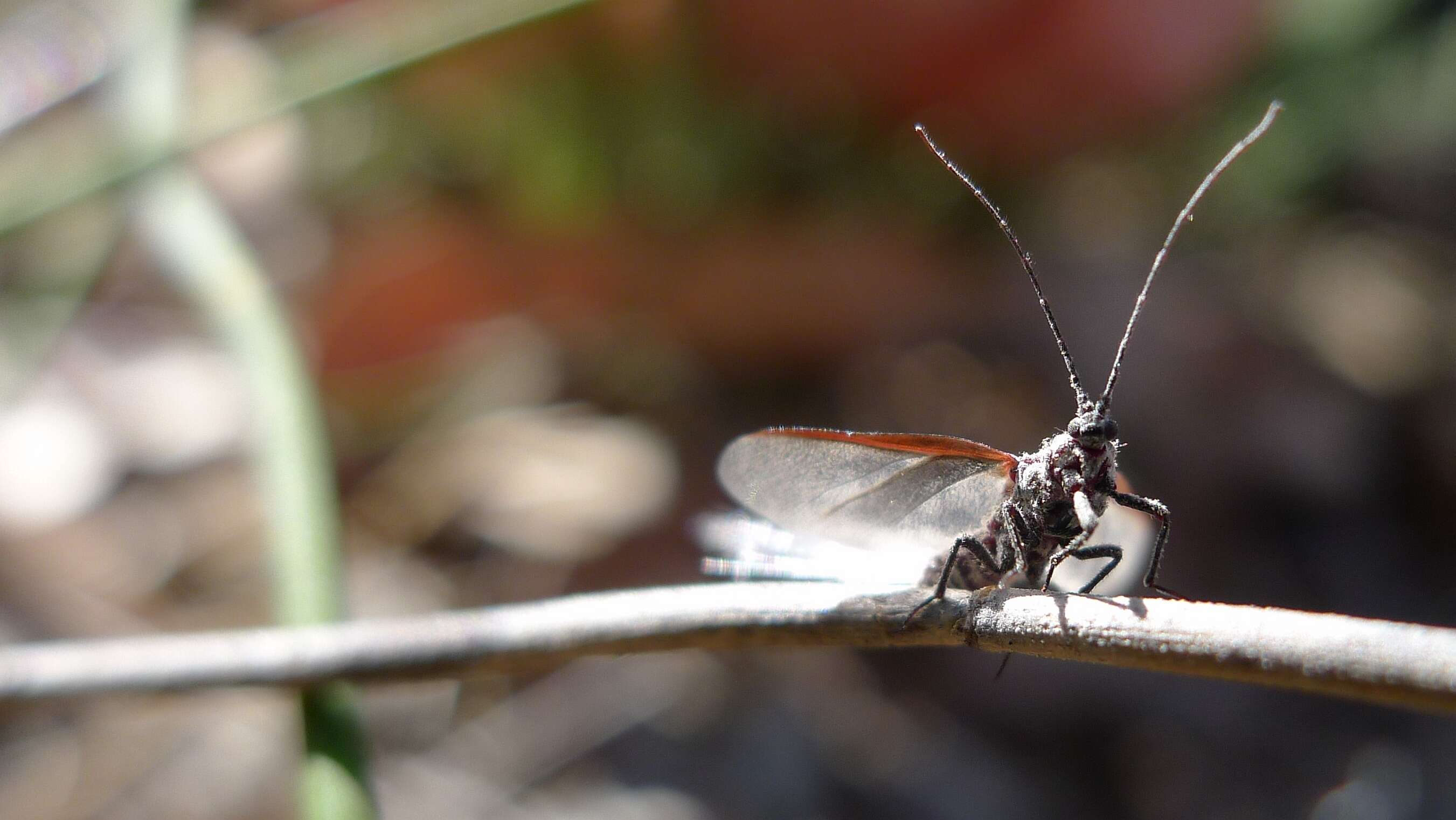 Image of Callipappidae