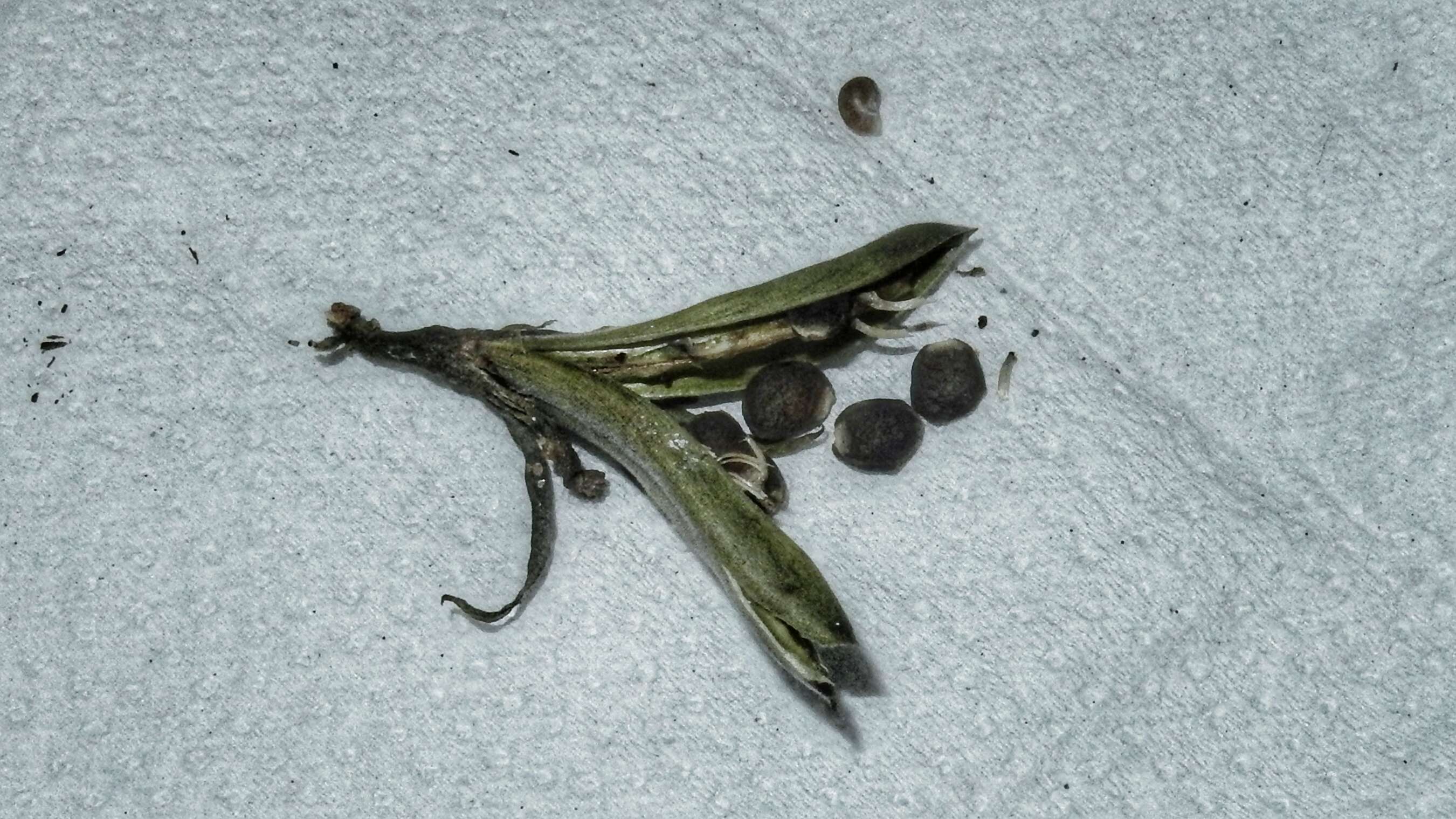 Image of Ruellia affinis (Schrad.) Lindau