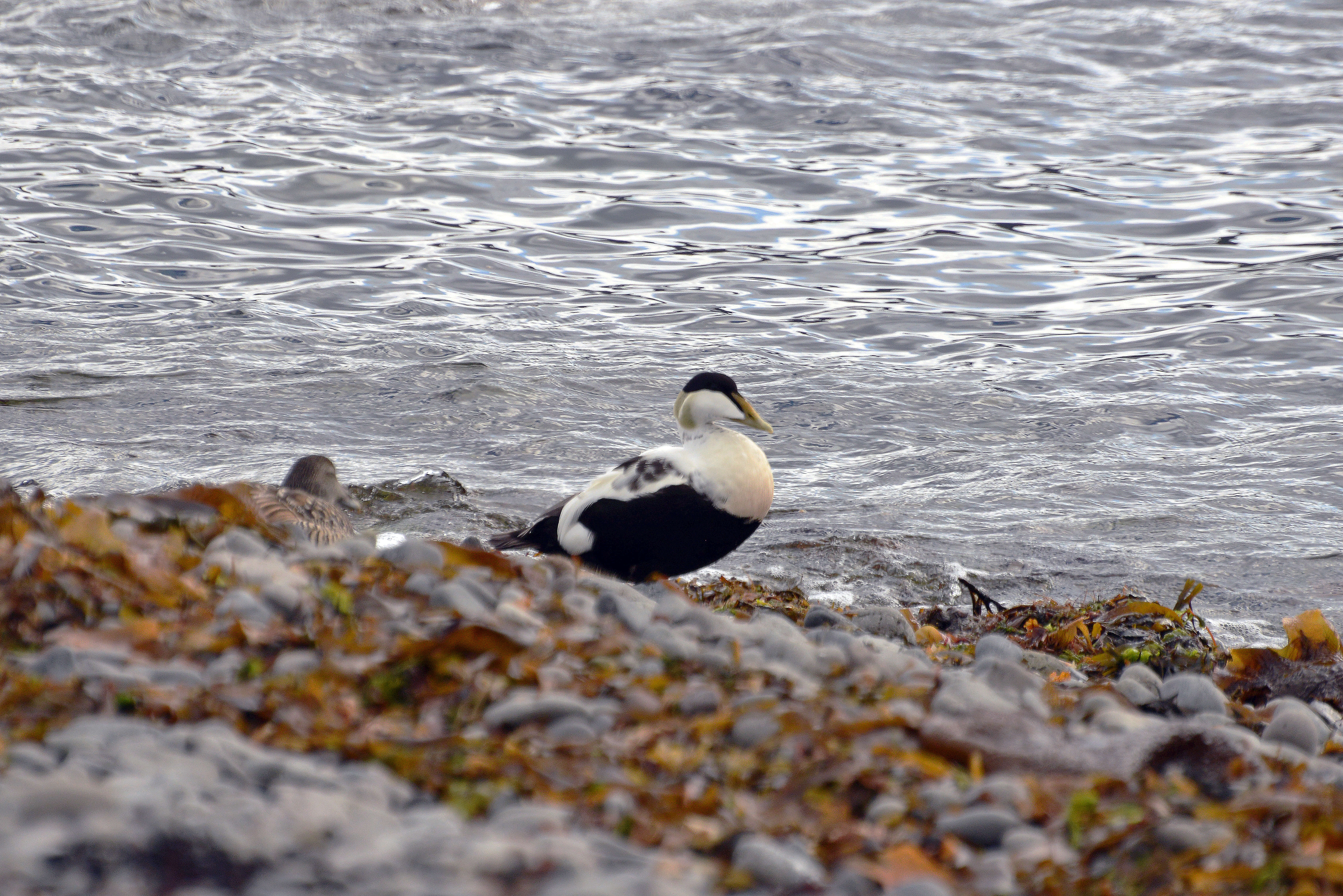 Image of Eider