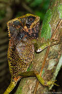 Image of helmet lizards