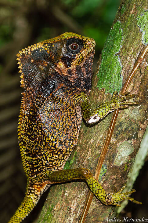 Image of helmet lizards