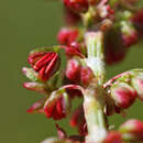 Imagem de Rumex nebroides Campd.