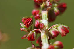 Image of Rumex nebroides Campd.