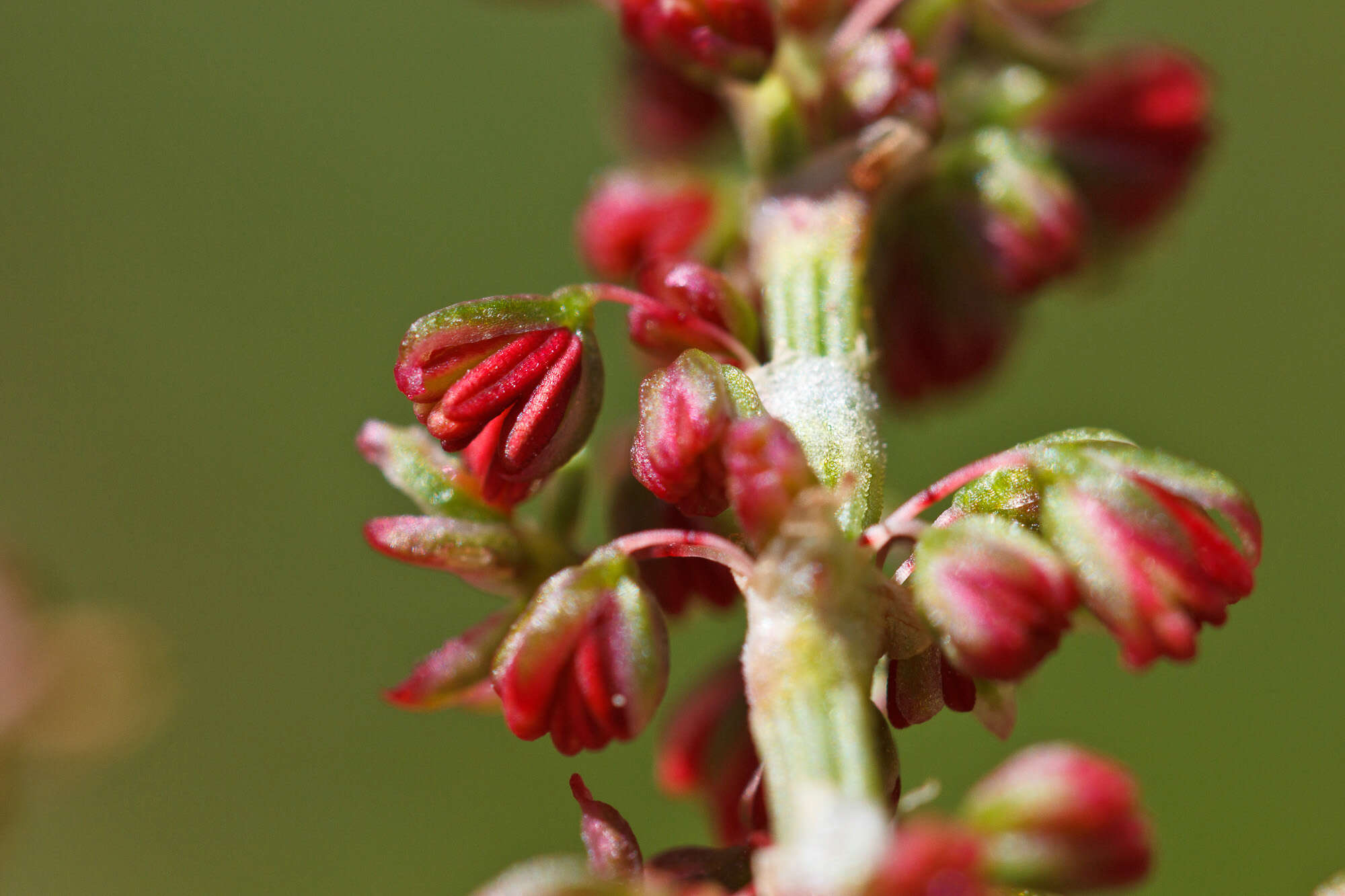 Imagem de Rumex nebroides Campd.