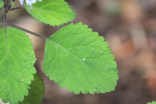 Image of Plectranthus hadiensis (Forssk.) Schweinf. ex Sprenger