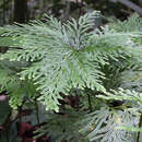 Image of electric fern