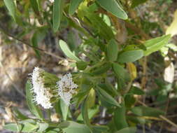 Image of Lemmon's candyleaf