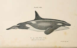 Image of killer whale