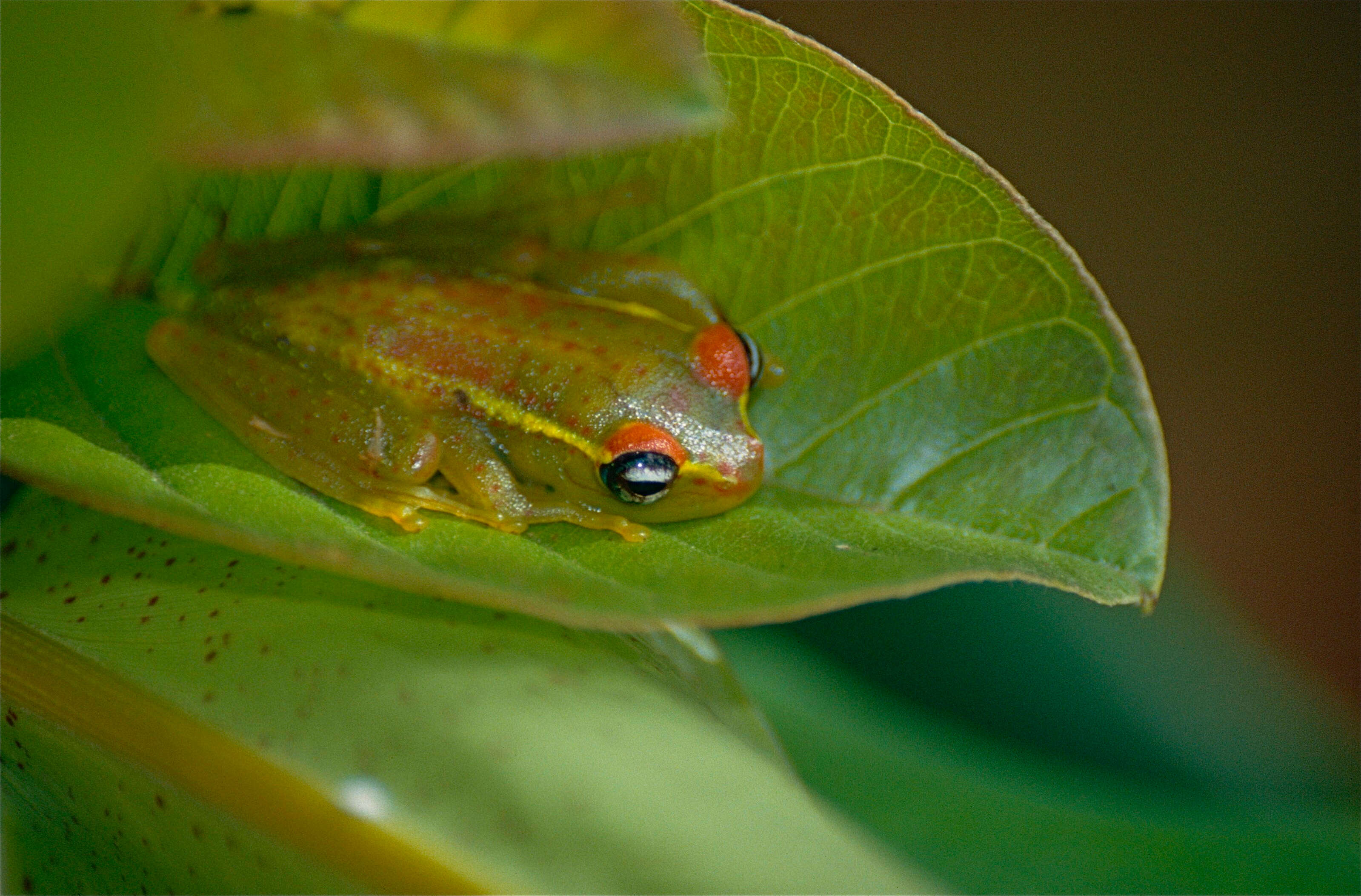 Image of Central Bright-eyed Frog