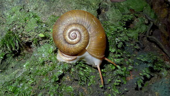 Image of Aperostoma blanchetiana (S. Moricand 1836) S. Moricand 1834