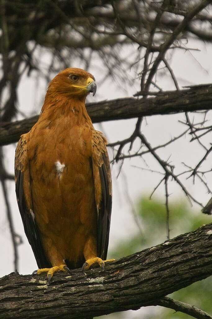 Imagem de Águia-rapace