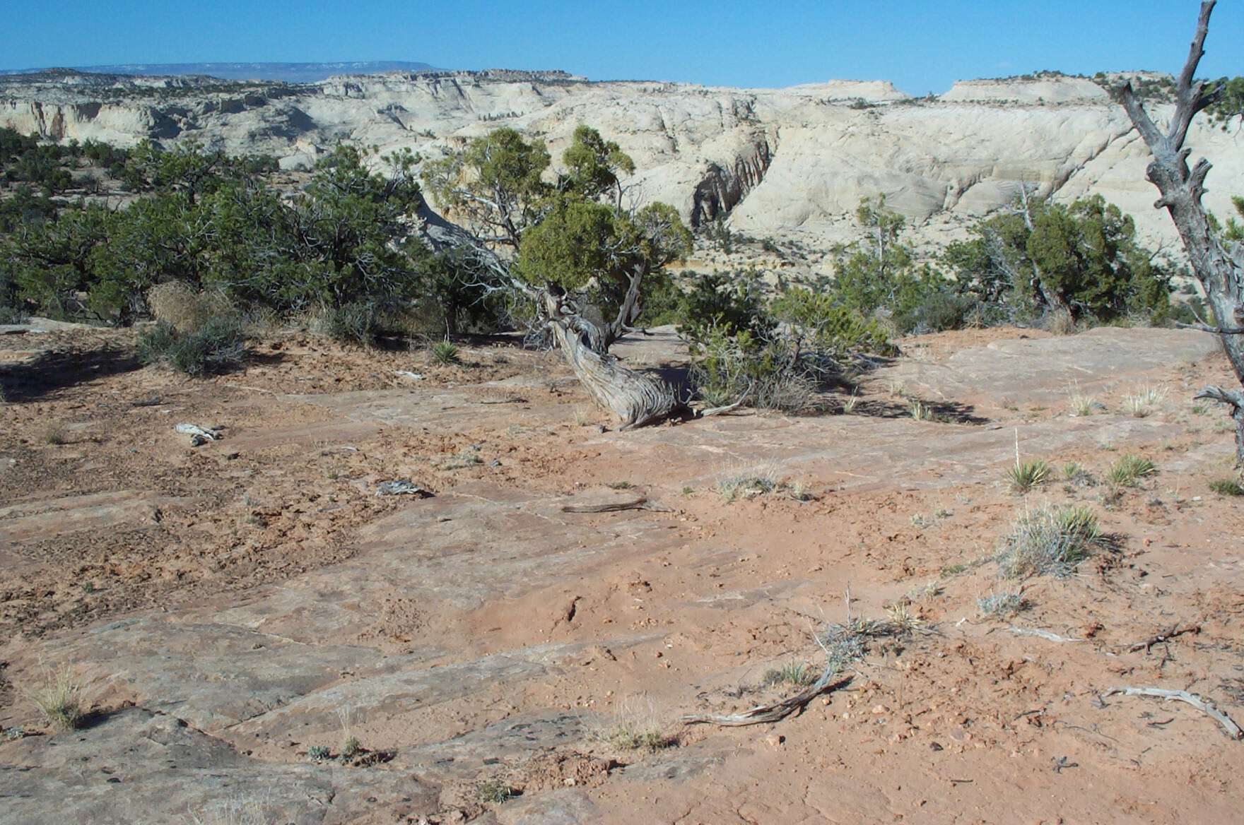 صورة Astragalus desperatus M. E. Jones