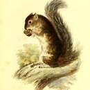 Image of Collie's Squirrel
