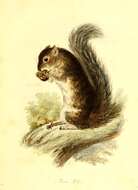 Imagem de Sciurus subgen. Sciurus Linnaeus 1758