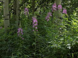 Image of rosebay willowherb