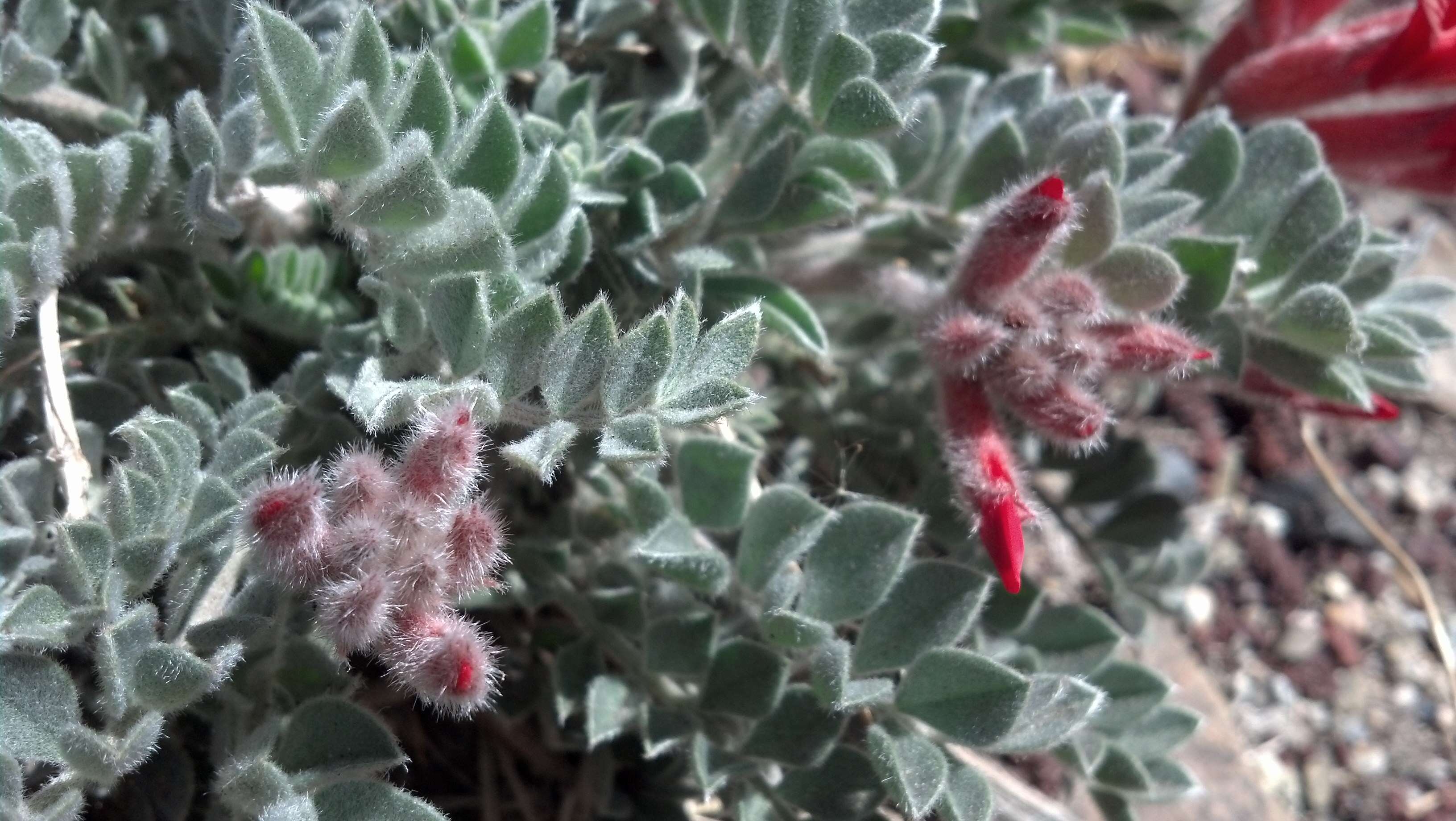 Image of scarlet milkvetch