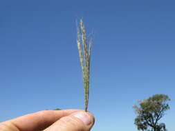 Image of beardgrass