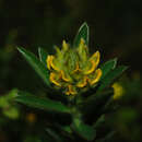 Image of Crotalaria nana Burm. fil.