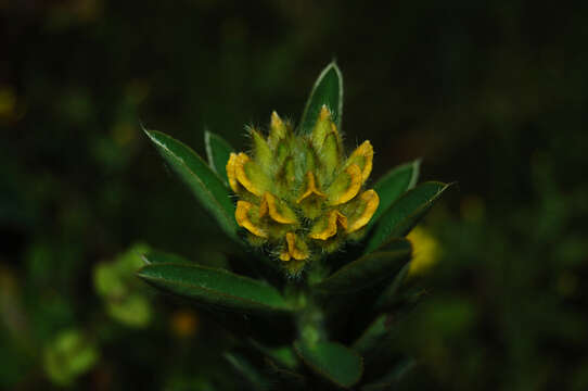 Слика од Crotalaria nana Burm. fil.