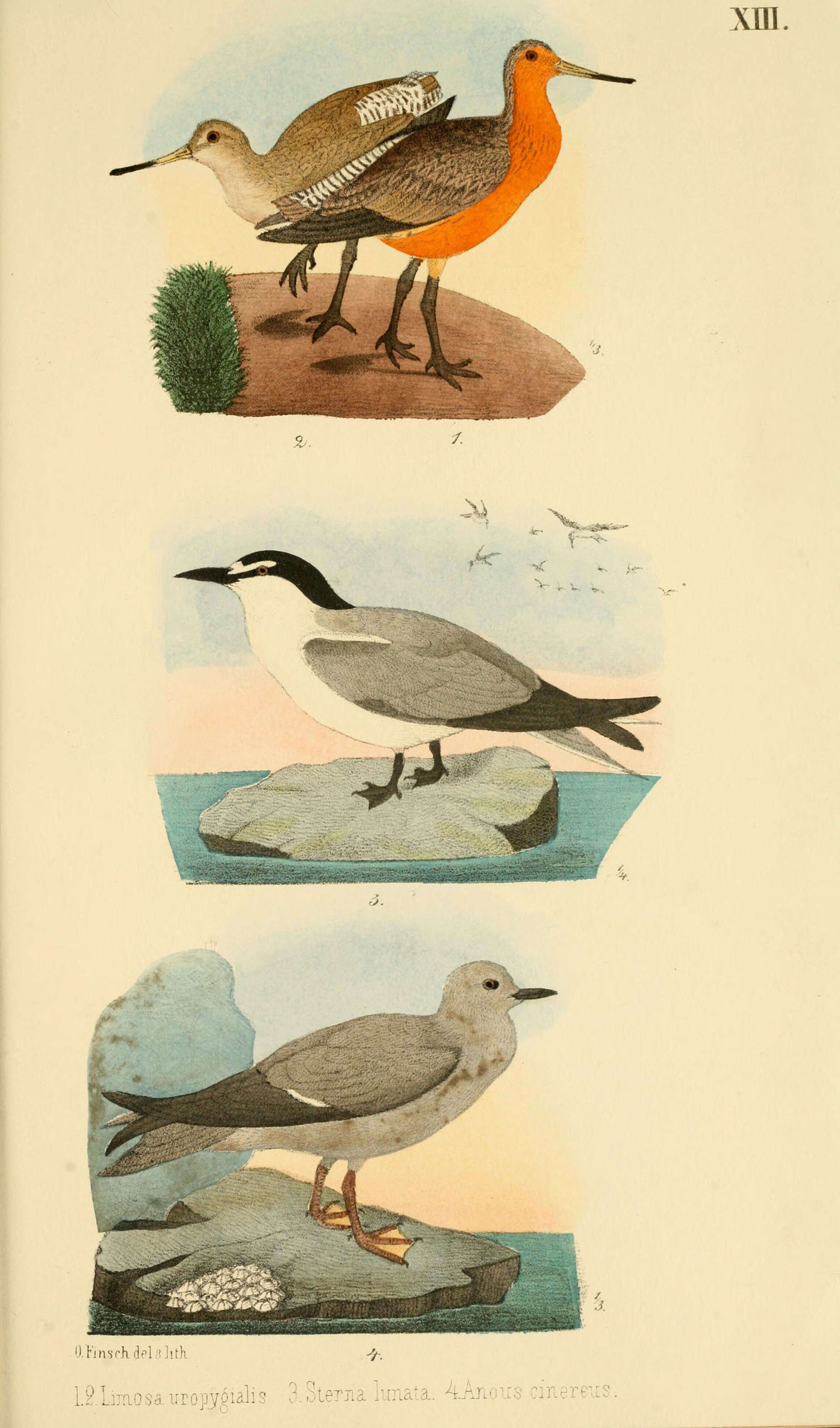 Image of Limosa Brisson 1760