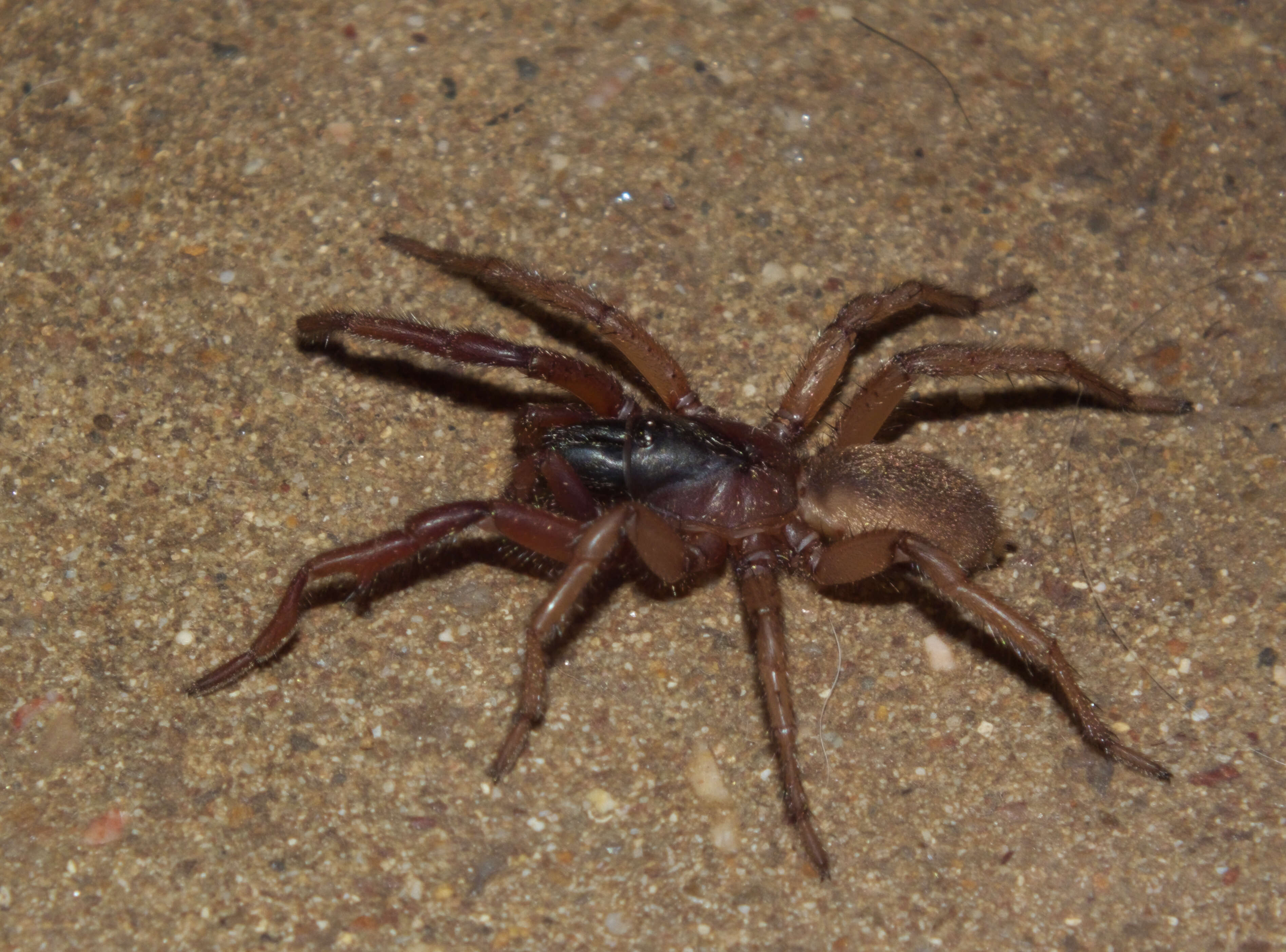 Image of nemesiid spiders