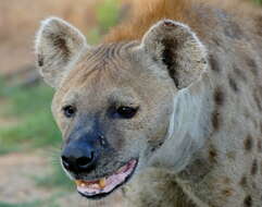 Image of Spotted Hyaenas