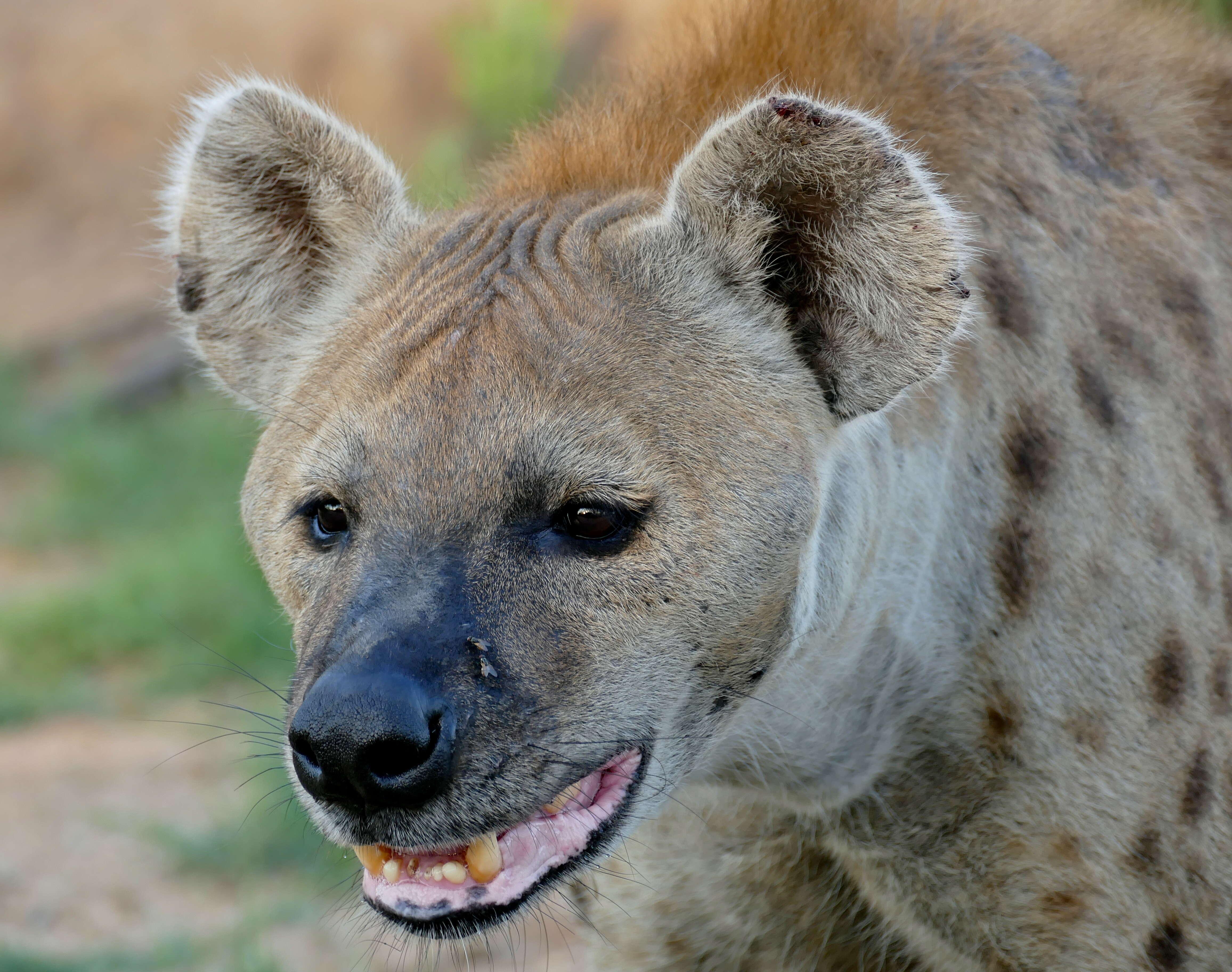 Image of Spotted Hyaenas