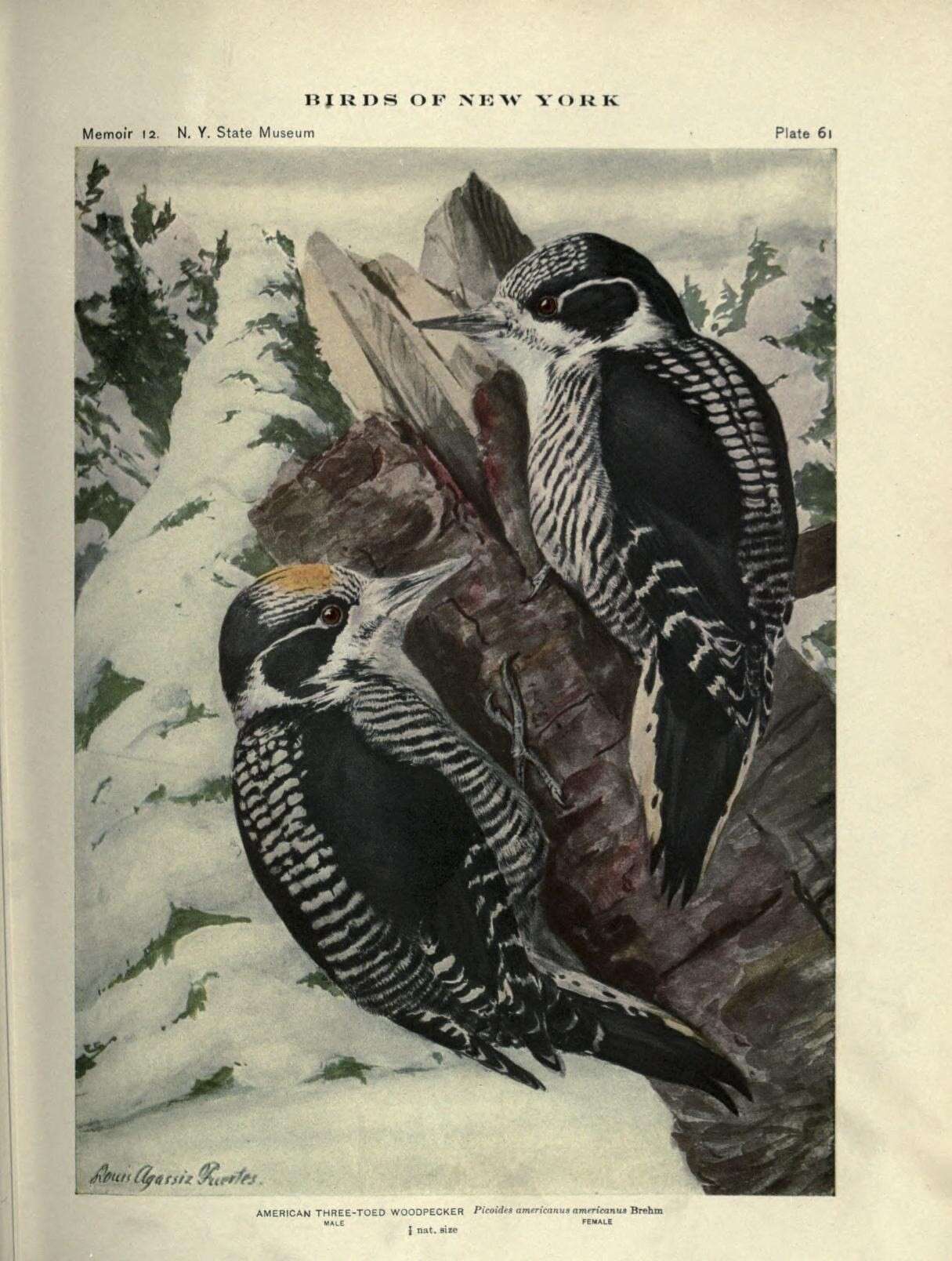 Image of pied woodpeckers