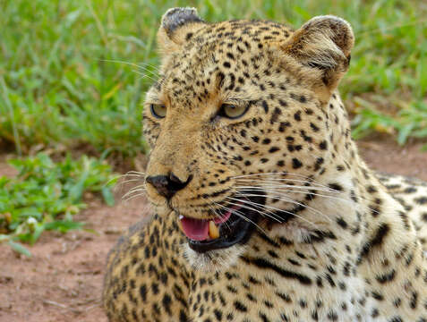 Image of Leopard