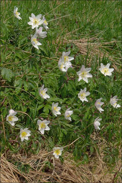 Image of European thimbleweed