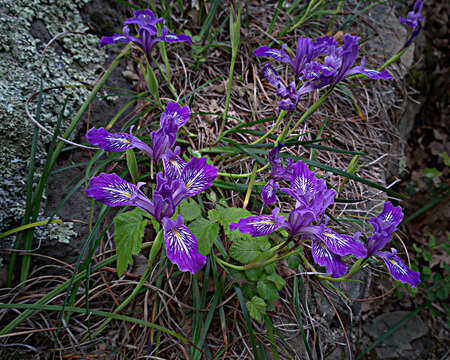 Image of Douglas iris