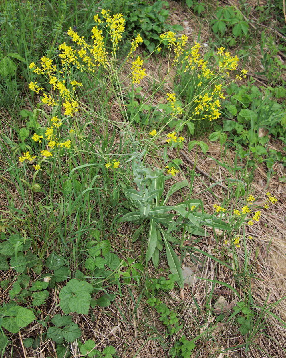 Image of woad