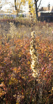 صورة Liatris aspera Michx.