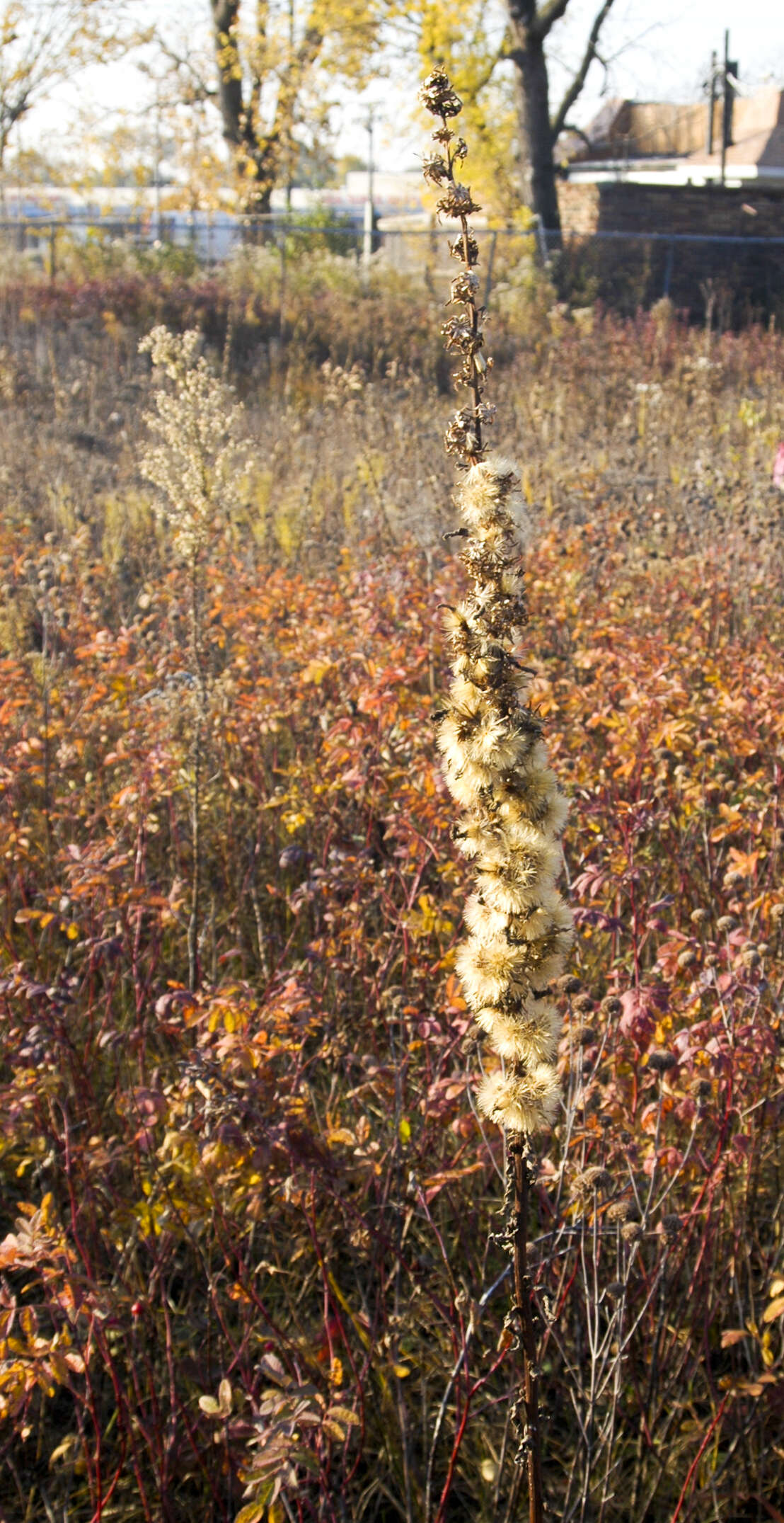 Слика од Liatris aspera Michx.