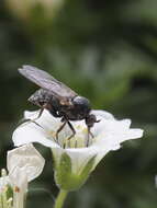 Image of Empis