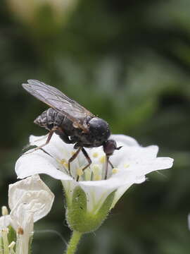 Image of Empis femorata Fabricius 1798