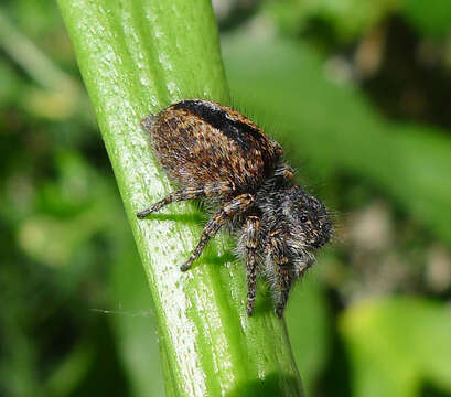 Image of Philaeus chrysops (Poda 1761)