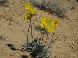 صورة Asteraceae