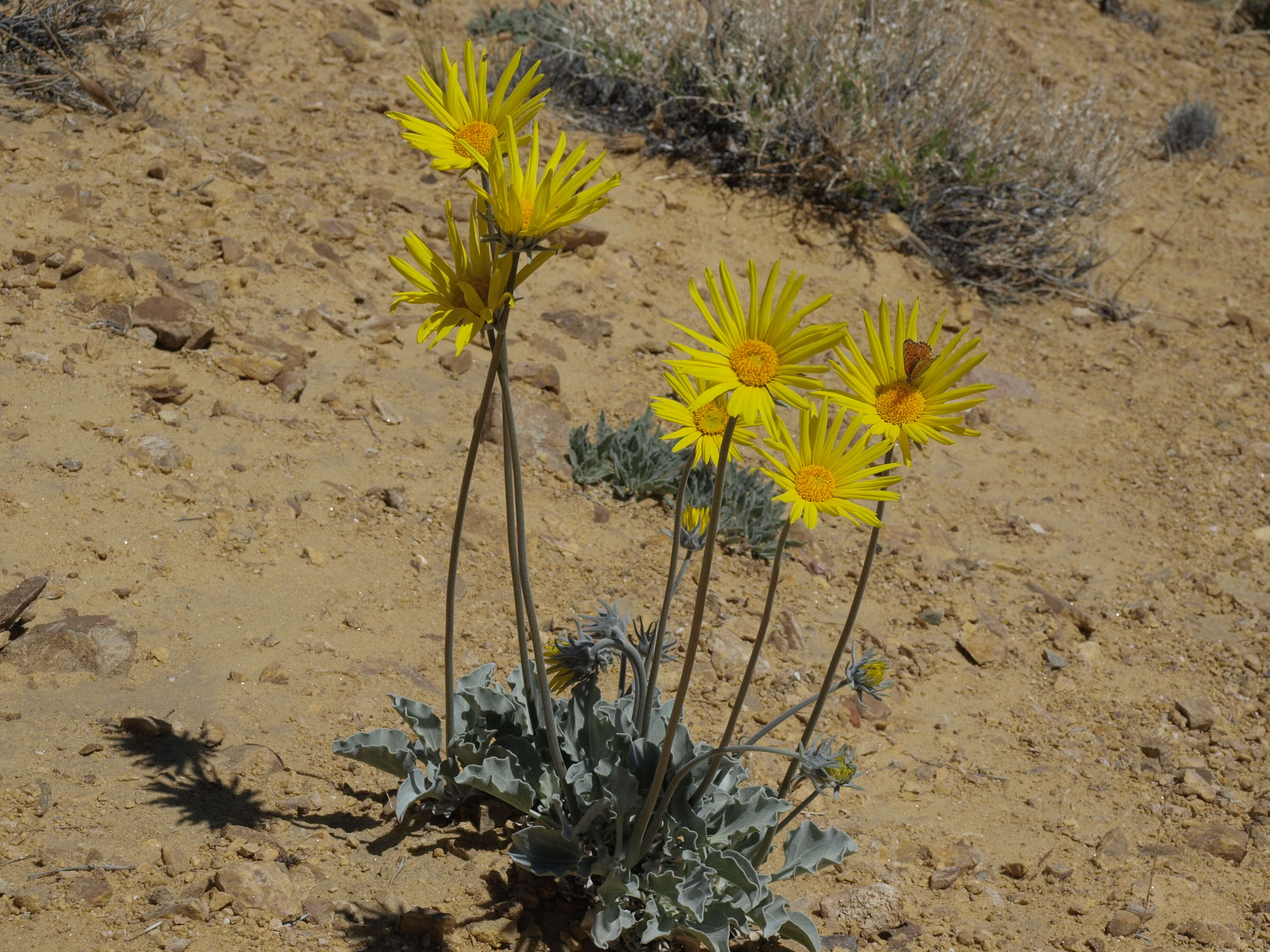 Image of Asteraceae