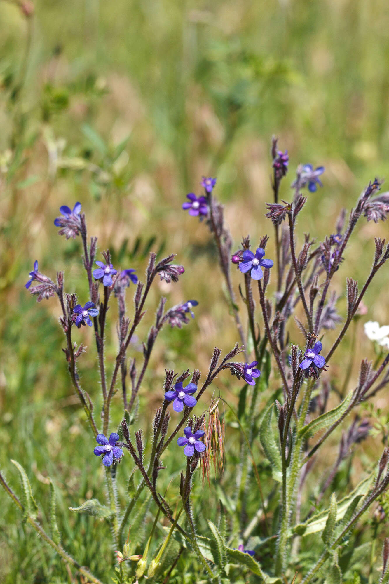 Image of bugloss