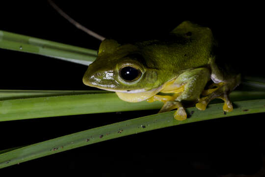 Image of Green flying frog