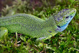 Image of green lizard