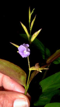 Image of Stromanthe