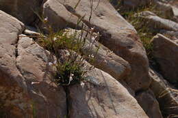 Image of littleleaf rockcress