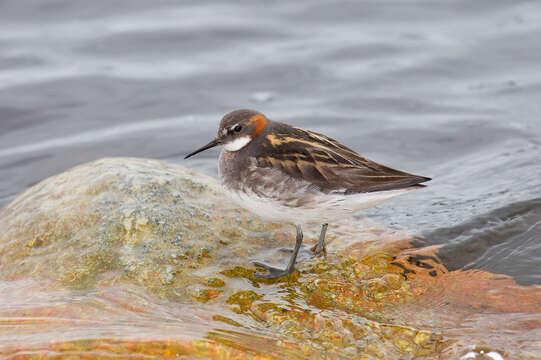 Image of Red-necked Phalarope