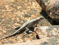 Image of Duges' Spiny Lizard