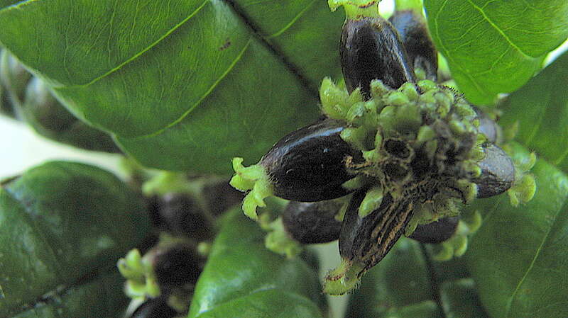 Image de Malanea revolutifolia A. Amaya & Popovkin